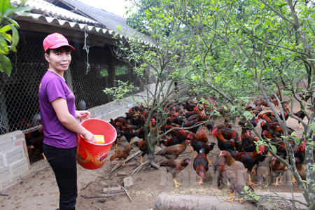 Mô hình nuôi gà thả vườn của gia đình chị Nguyễn Thị Dung cho thu nhập hơn 100 triệu đồng/năm.